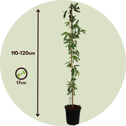 Granadilla - 2 Pzs - Passiflora 'victoria' - Altura 110-120cm - ⌀17cm_2