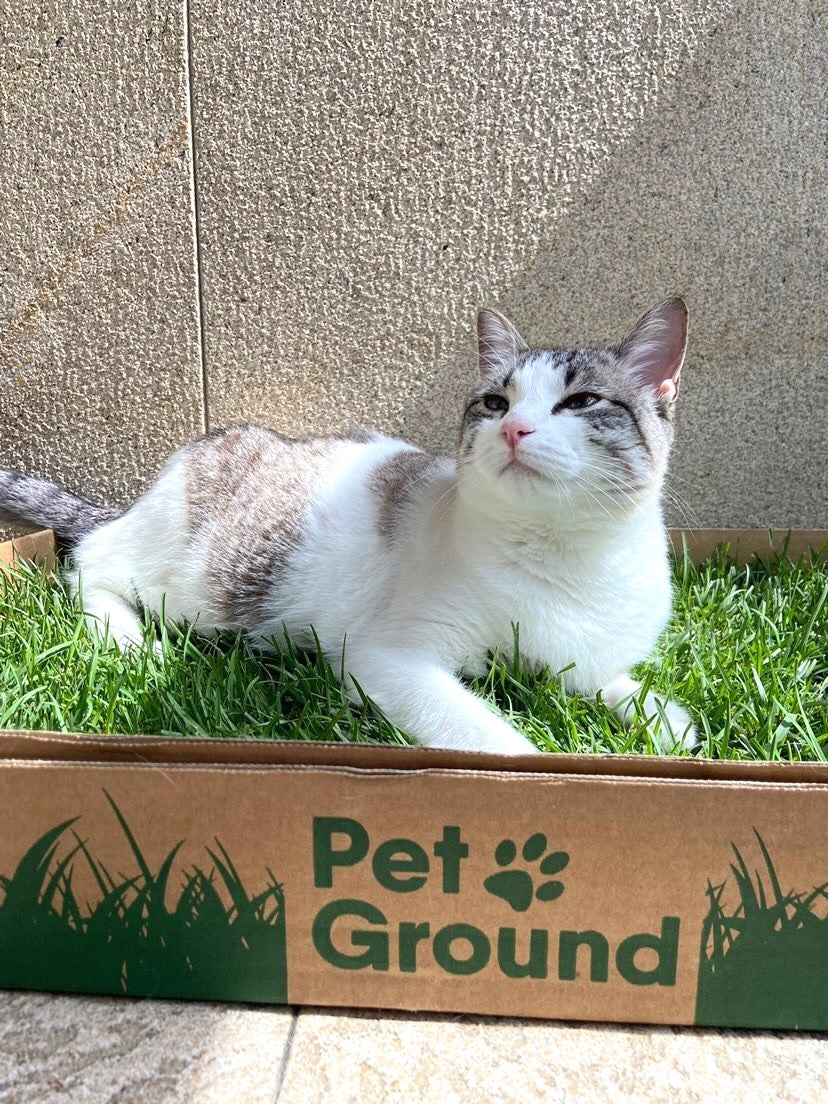 Petground, Arenero Para Gatos, Cama De Césped Natural, Hierba Gatera, Alfombra Olfativa S: 62 X 40 Cm_5
