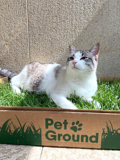 Petground, Arenero Para Gatos, Cama De Césped Natural, Hierba Gatera, Alfombra Olfativa S: 62 X 40 Cm_5
