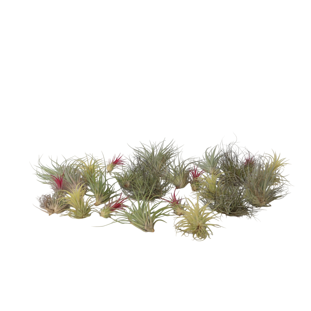 Claveles De Aire - 24 Pzs - Tillandsia - Altura 5-15cm - ⌀5cm_0