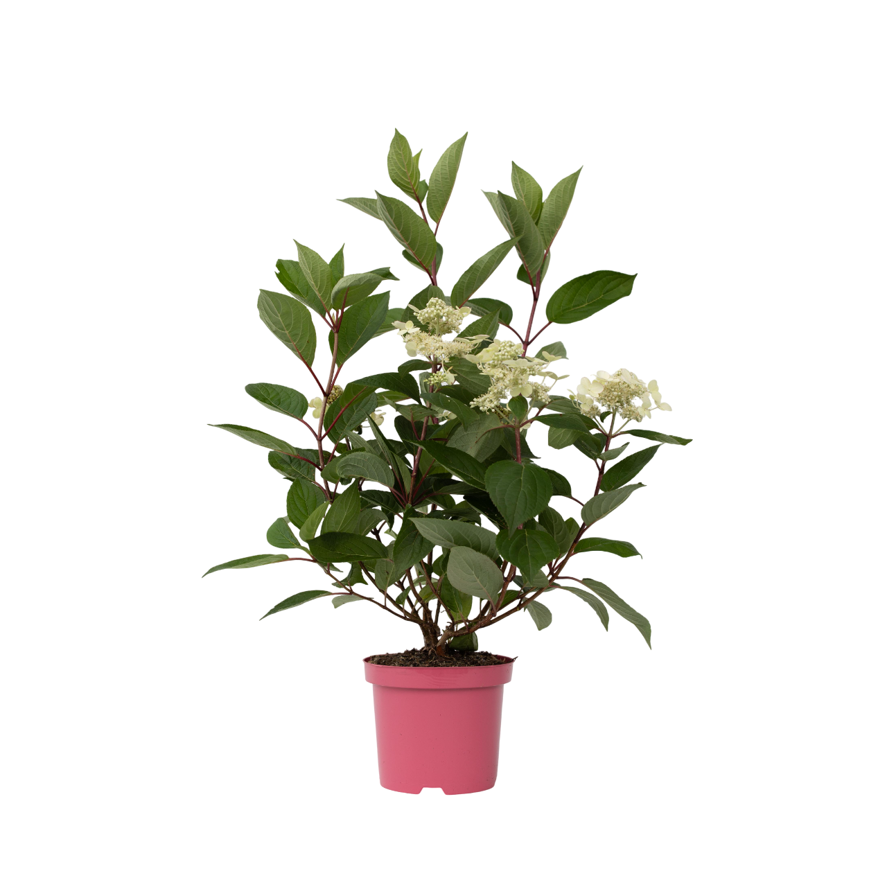 Hortensia - Hydrangea Paniculata 'early Harry' - Altura 25-40cm - ⌀19cm_0