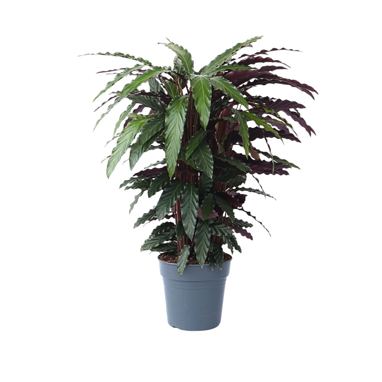 Planta Pavo Real - Calathea 'wavestar' - Altura 90cm - ⌀27cm_0
