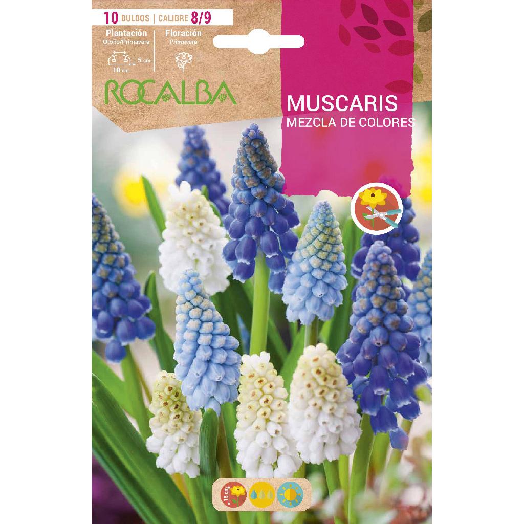 Mistura de bolbos de Muscaris 10 unidades Rocalba