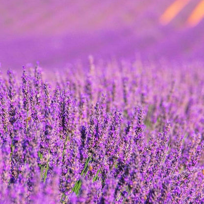 Pack Ahorro 3x Fragancias Para Lámpara Catalítica: 2 Aromas Lavender Expression 500ml + Limpiador Neutro 200ml_2