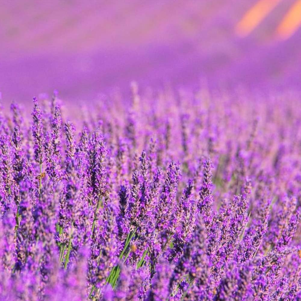 Lámpara Catalítica Mosaico Bicolor + Aroma Lavender Expression 200ml - Elimina Malos Olores, Impurezas Y Perfuma_3