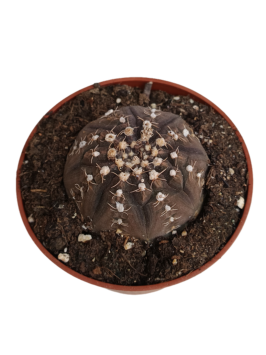 Gymnocalycium Ragonesi Cactus Planta Ø8_0