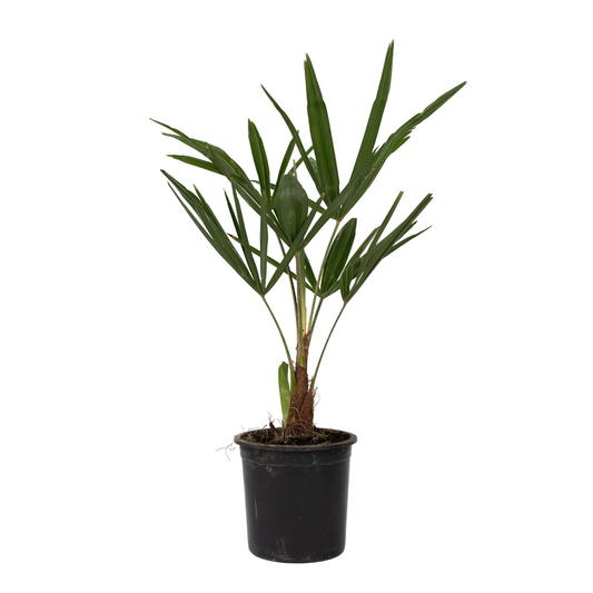 Palma De China - 4 Pzs - Trachycarpus Fortunei - Altura 35-45cm - ⌀15cm_0
