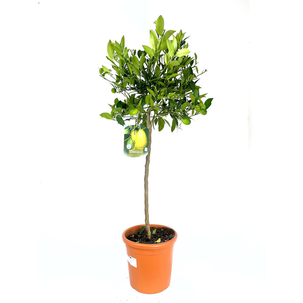 Limequat Copa M26 140cm_0