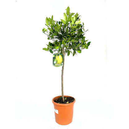 Limequat Copa M26 140cm_0