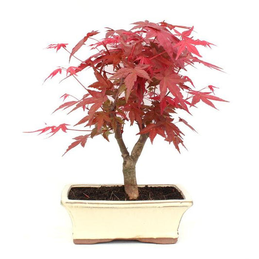 Bonsai Acer palmatum deshojo 9 anos Maple 