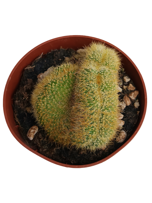 Hildewintera Aurespina Crestada Cactus Crestado Ø8_0