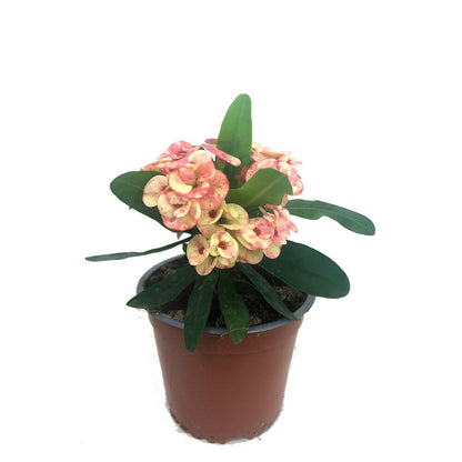 Euphorbia Millii M13 (corona De Cristo)_1