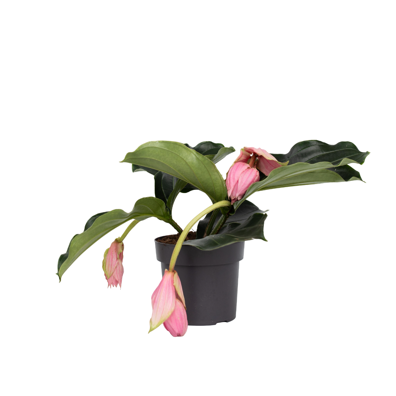 Medinilla De Flor Rosa - Medinilla Magnifica - Altura 40-50cm - ⌀17cm_0