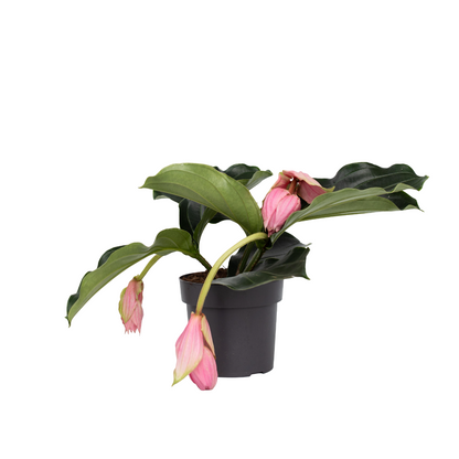 Medinilla De Flor Rosa - Medinilla Magnifica - Altura 40-50cm - ⌀17cm_0
