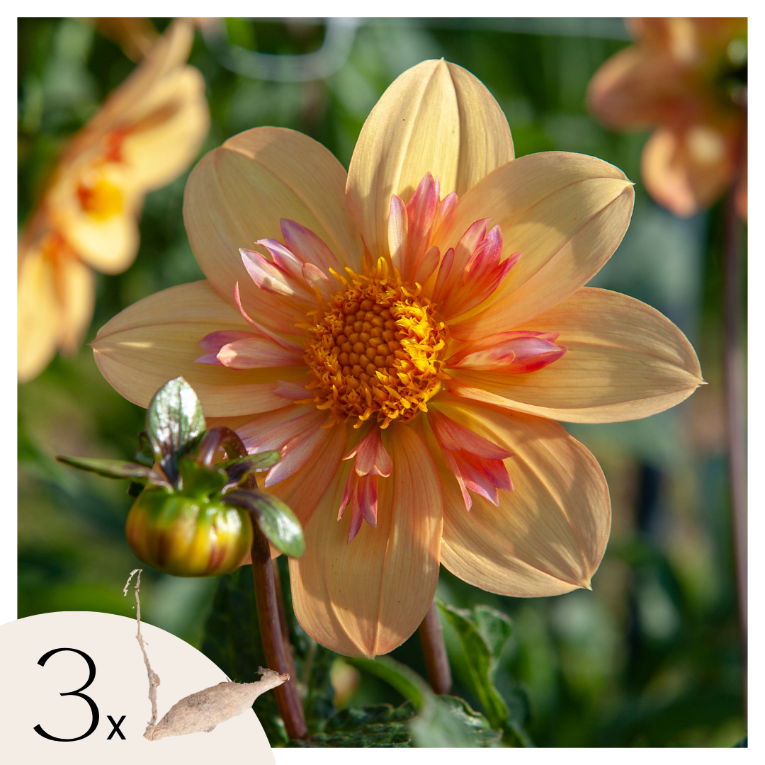 Tubérculos De Dalia - 3 Pzs - Dahlia 'kelsey Annie Joy'_0
