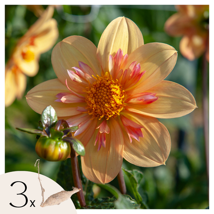 Tubérculos De Dalia - 3 Pzs - Dahlia 'kelsey Annie Joy'_0