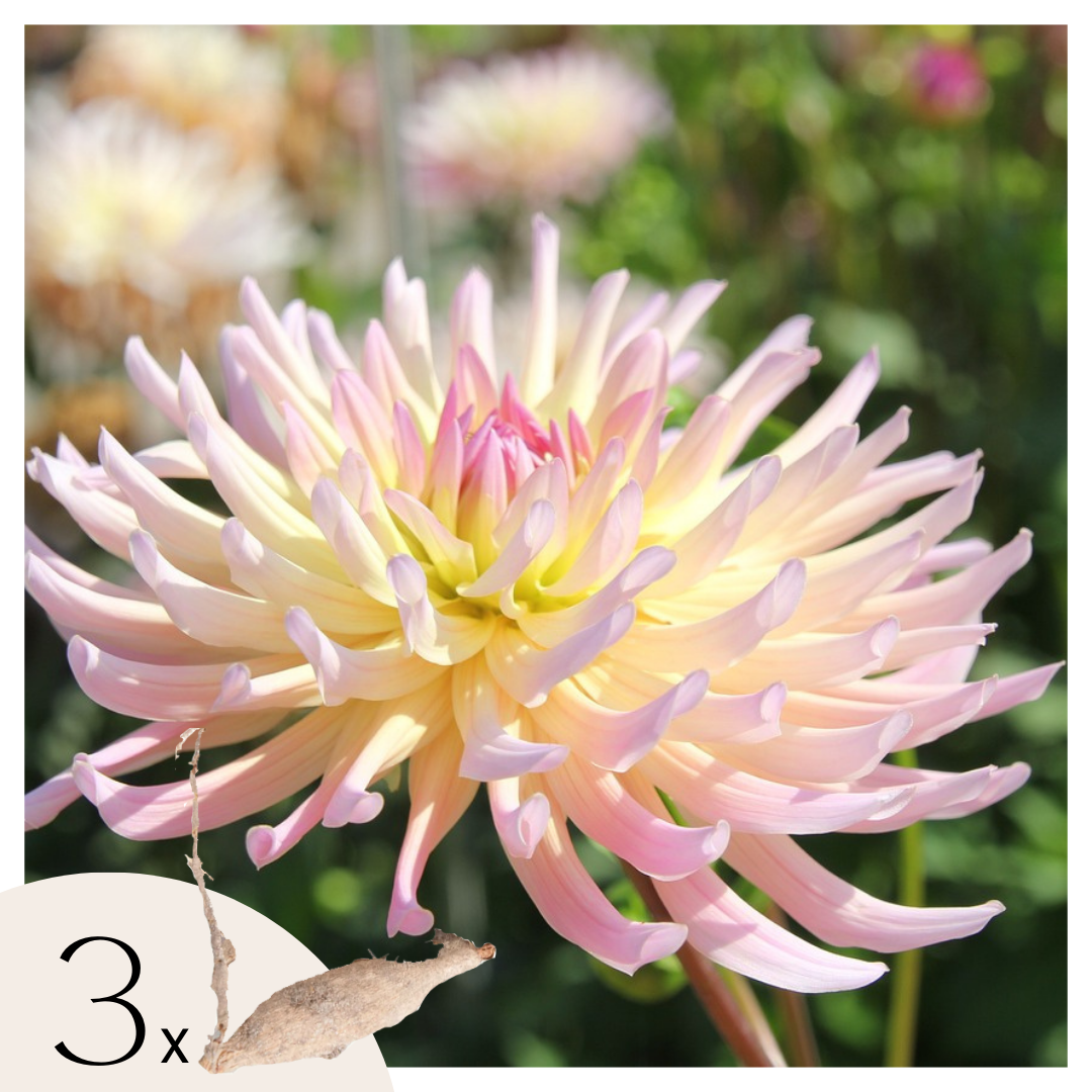 Tubérculos De Dalia - 3 Pzs - Dahlia 'cabanna Banana'_0
