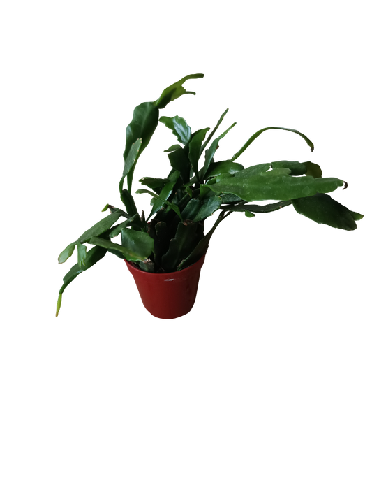Rhipsalis Crispata Planta Suculenta Colgante Ø6_0
