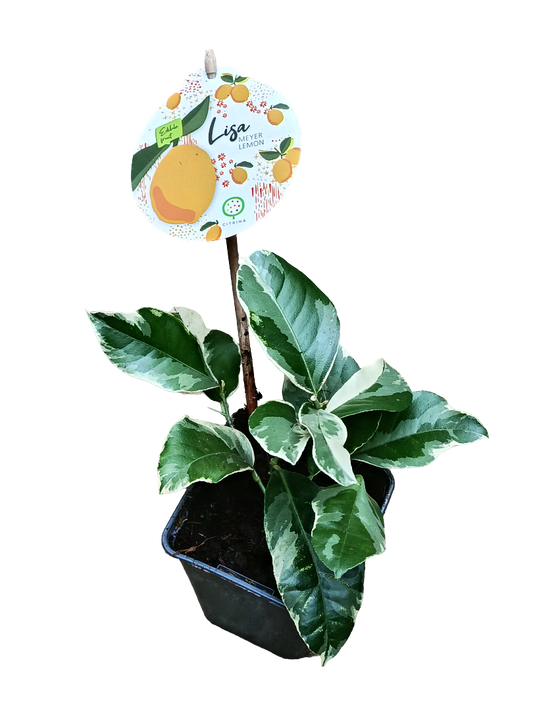 Limonero Joven Citrus Meyers De Hoja Variegata Ø9_0