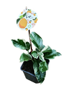 Limoeiro Jovem Citrus Meyers Com Folha Variegada Ø9