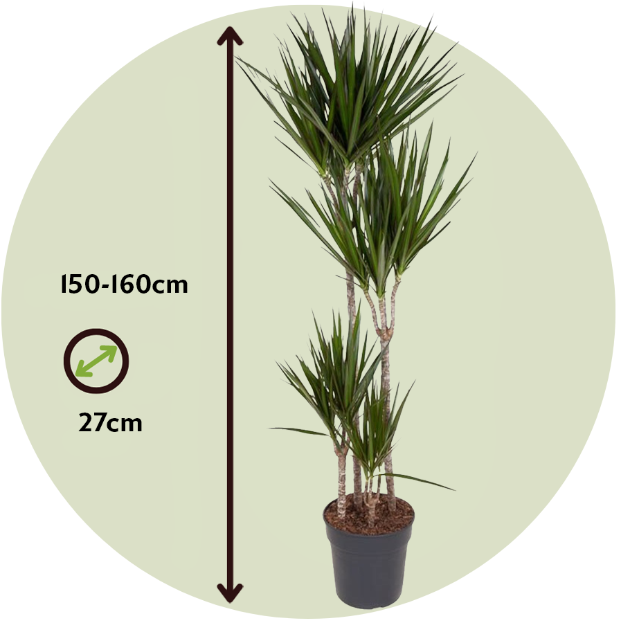 Drácena - Dracaena Marginata - Altura 150-160cm - ⌀27cm_2