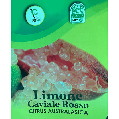 Citrus Caviar Australasica Rosso M21 65cm_1