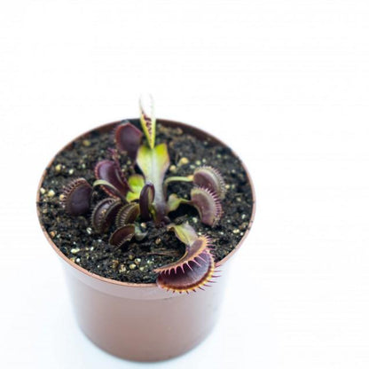 Vaso com plantas carnívoras Dionaeas Pack