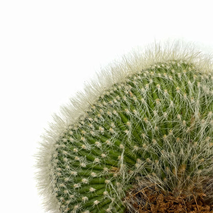 Cleistocactus Strausii Cristata Cactus Y Suculentas M8,5 cm Ø_2