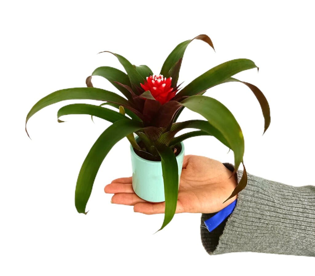 Guzmania Priscila En Macetero De Cerámica M7_0