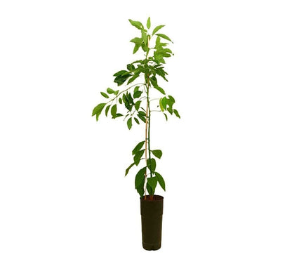 Aguacate Pinkerton Tb20 160-180cm_0