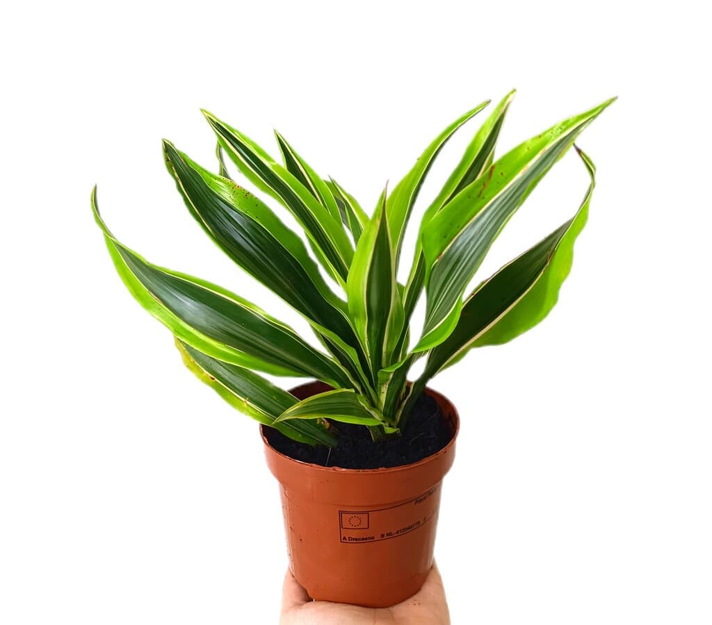 Dracena Lemon Line M12_0