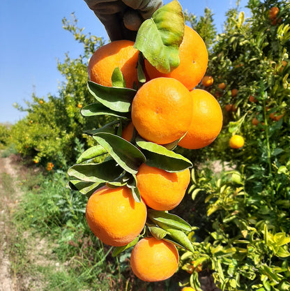 Mandarina Ecológica 10kg._2