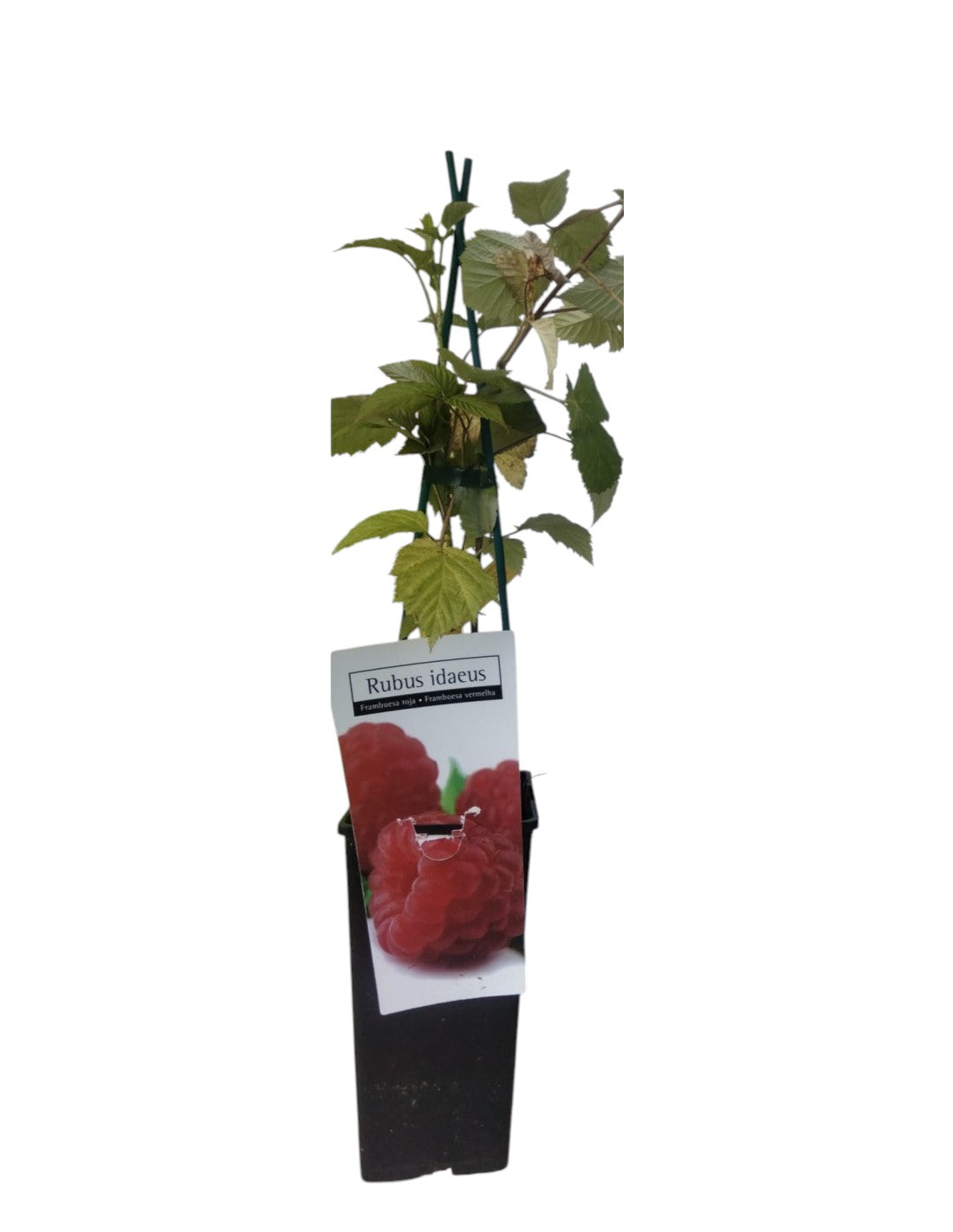 Frutal Frambueso Rojo Maceta 70 CM_0