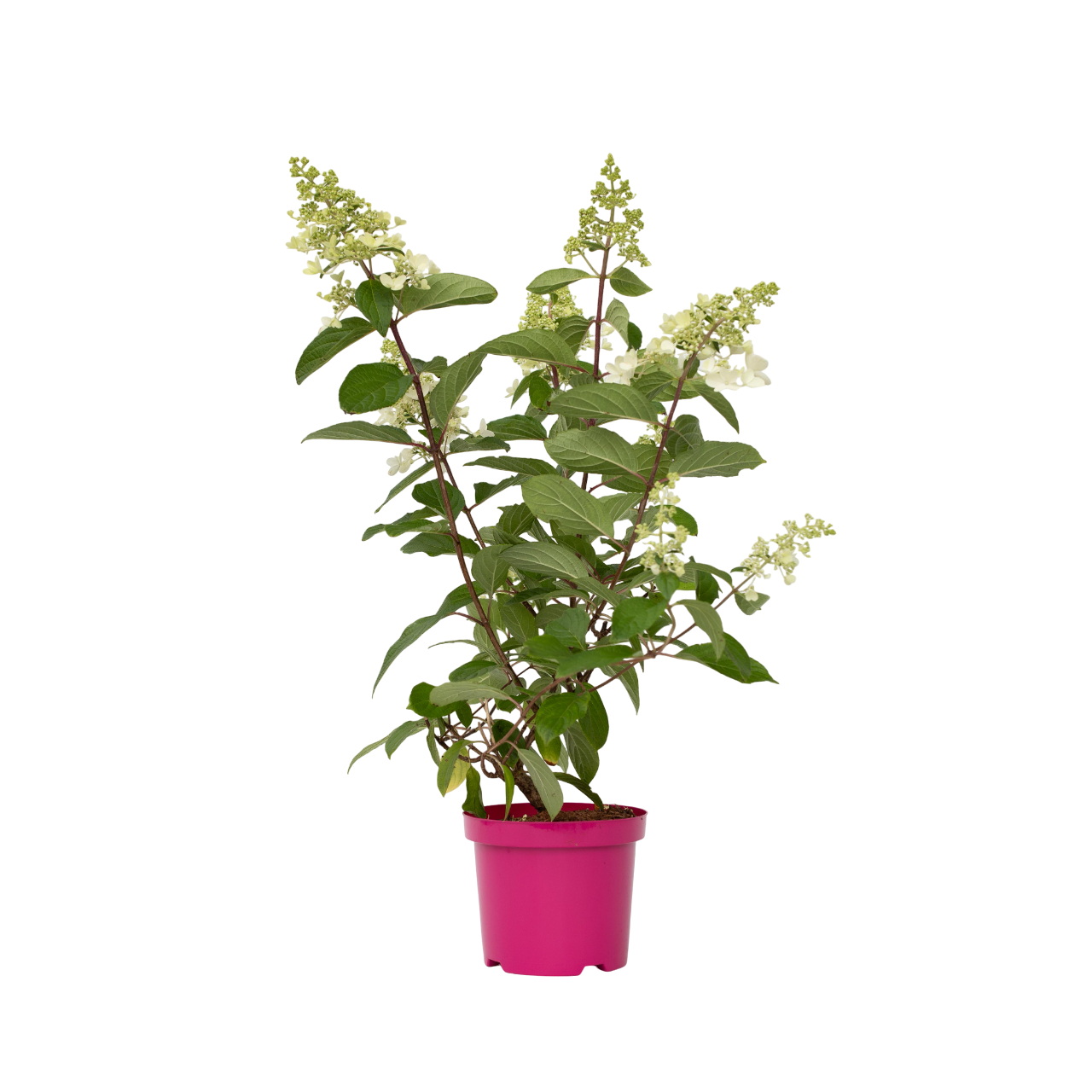 Hortensia - Hydrangea Paniculata 'pinky Winky' - Altura 25-40cm - ⌀19cm_0