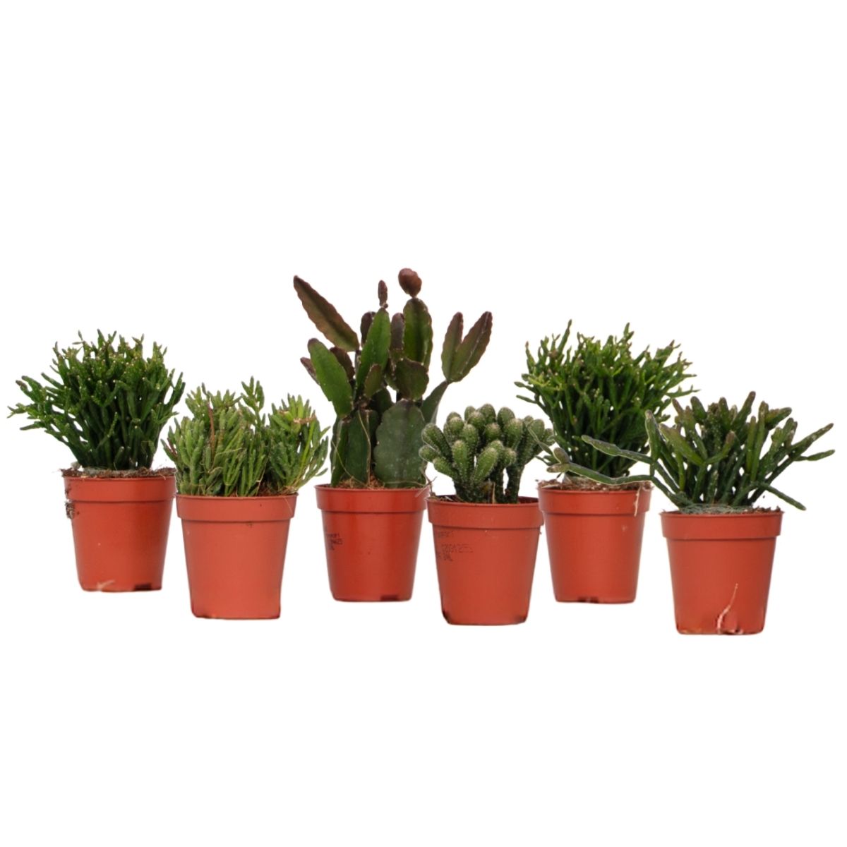 Mezcla De Cactus Coral - Rhipsalis - Pack De 6 - Altura 8-12 Cm - Maceta 5.5 Cm_0