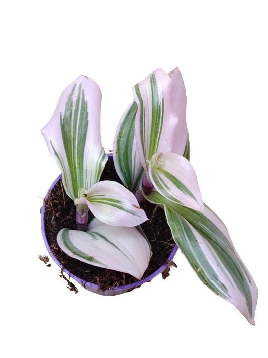 Tradescantia Nanouk Mini Ø5 Planta Colgante De Interior_0