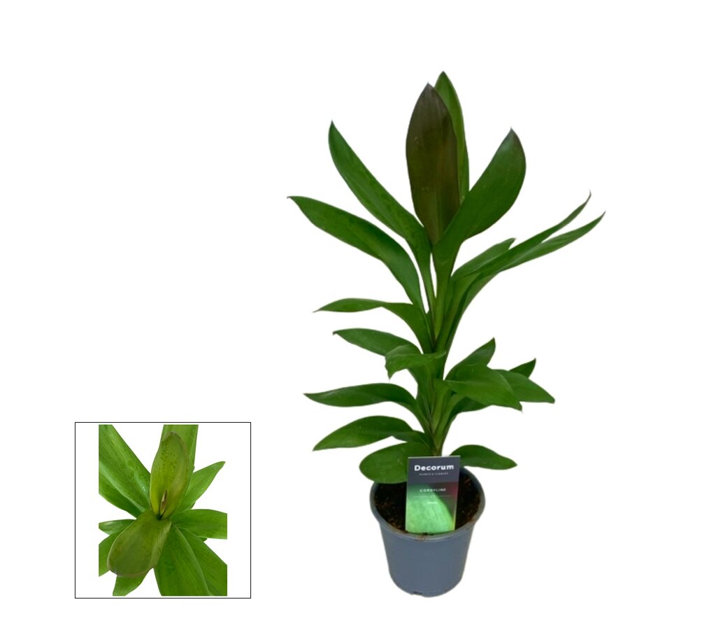 Cordyline Fruticosa Glauca M12_0