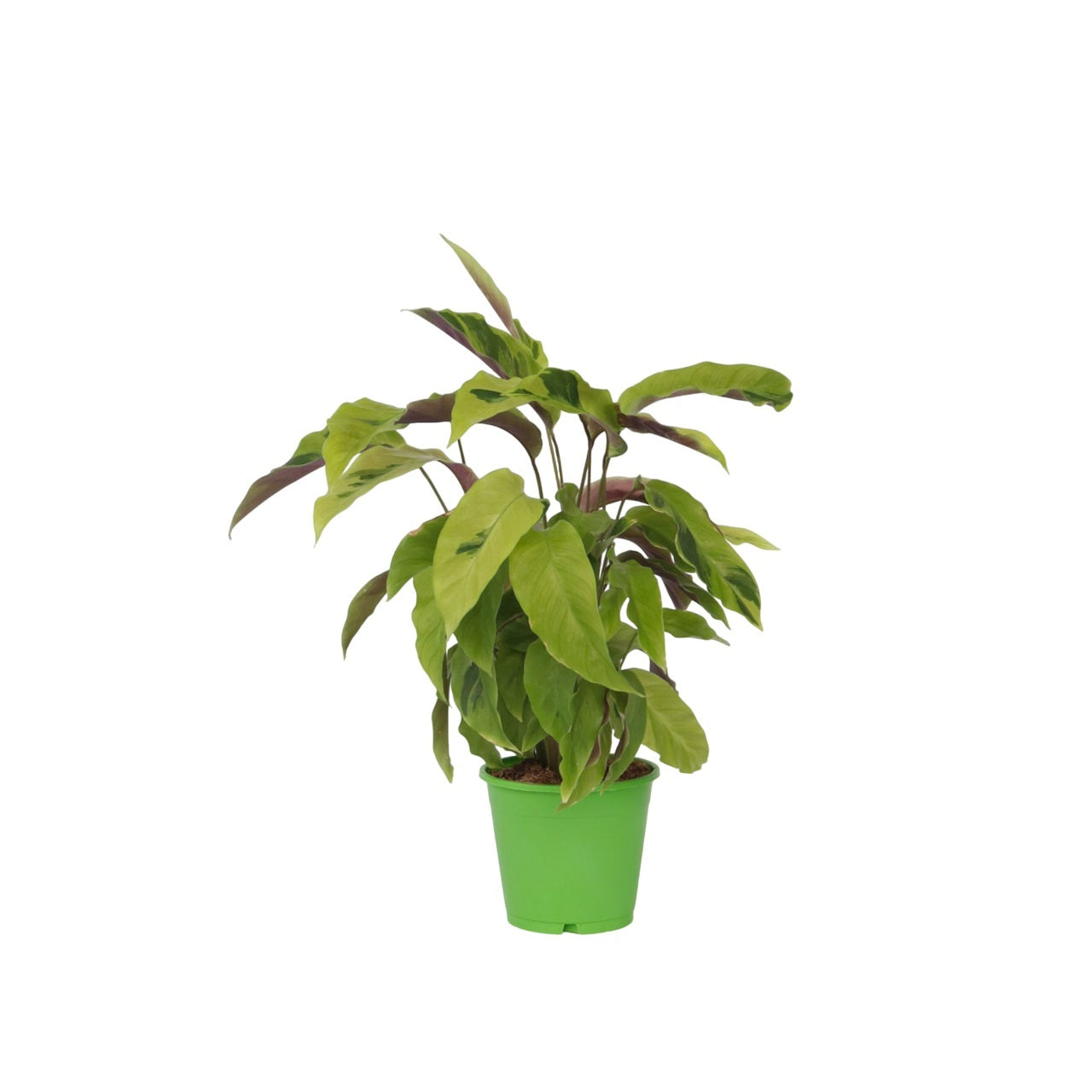 Planta De Pavo Real - Calathea 'yellow Fusion' - Altura 30-40cm - ⌀14cm_0