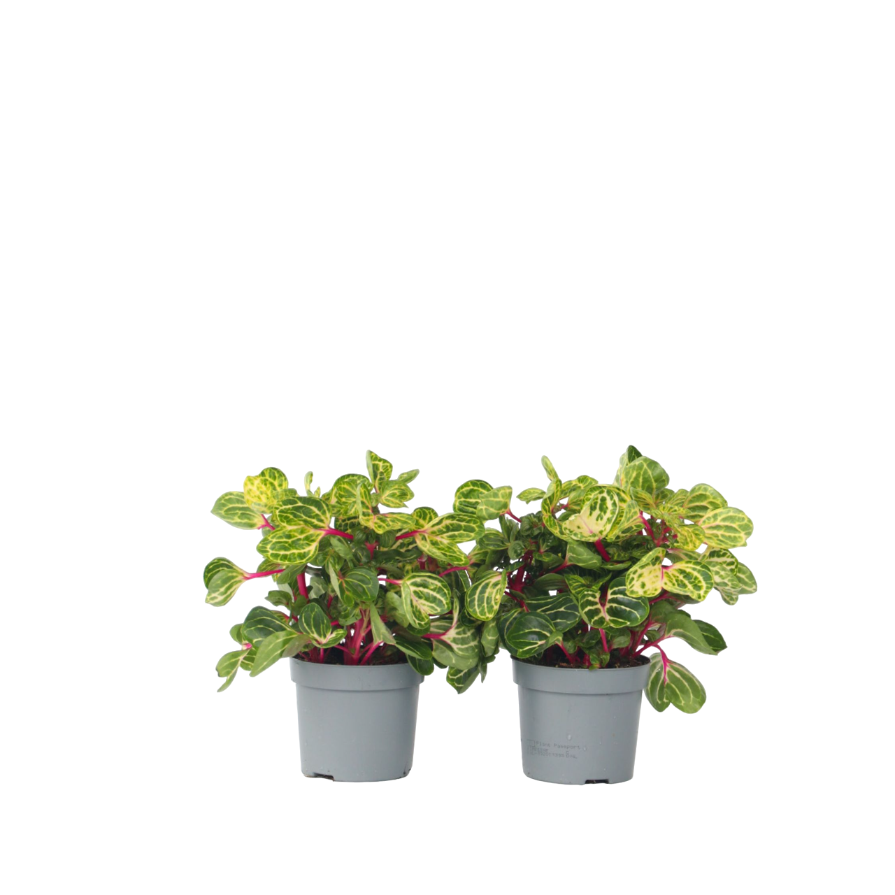 Iresina - 2 Pzs - Iresine Herbstii - Altura 20-30cm - ⌀13cm_0