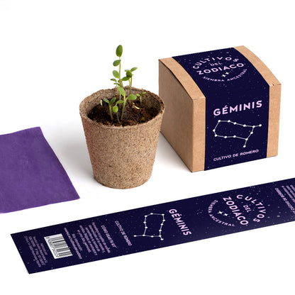 Cultivos del Zodiaco – Géminis, Kit de Cultivo con Semillas de Romero - Resetea_4