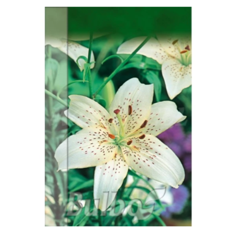 Bulbo Lilium Sterling Star Blanco_0