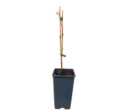 Frambuesa Fallgold M15_1
