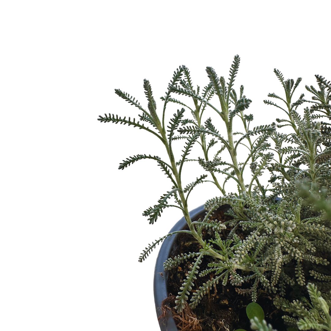 Santolina Planta Ornamental Para Jardines De Bajo Mantenimiento (santolina Chamaecyparissus) Maceta 14cm_1