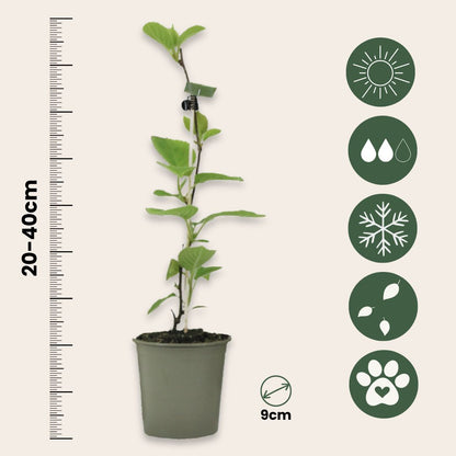 Kiwi Autofértil - 6 Pzs - Actinidia Deliciosa 'jenny' - Altura 20-40cm - ⌀9cm_2