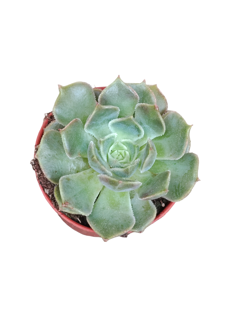 Echeveria Brown Rose Ø5 Planta Suculenta De Sol_0