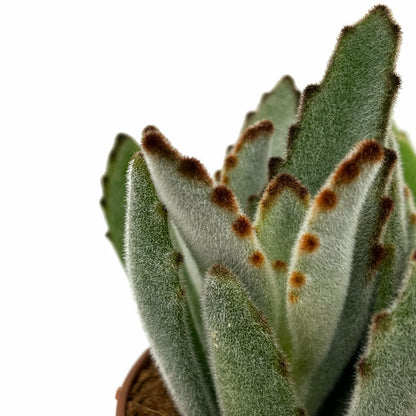 Kalanchoe Tomentosa Cactus Y Suculentas M8,5 cm Ø_2