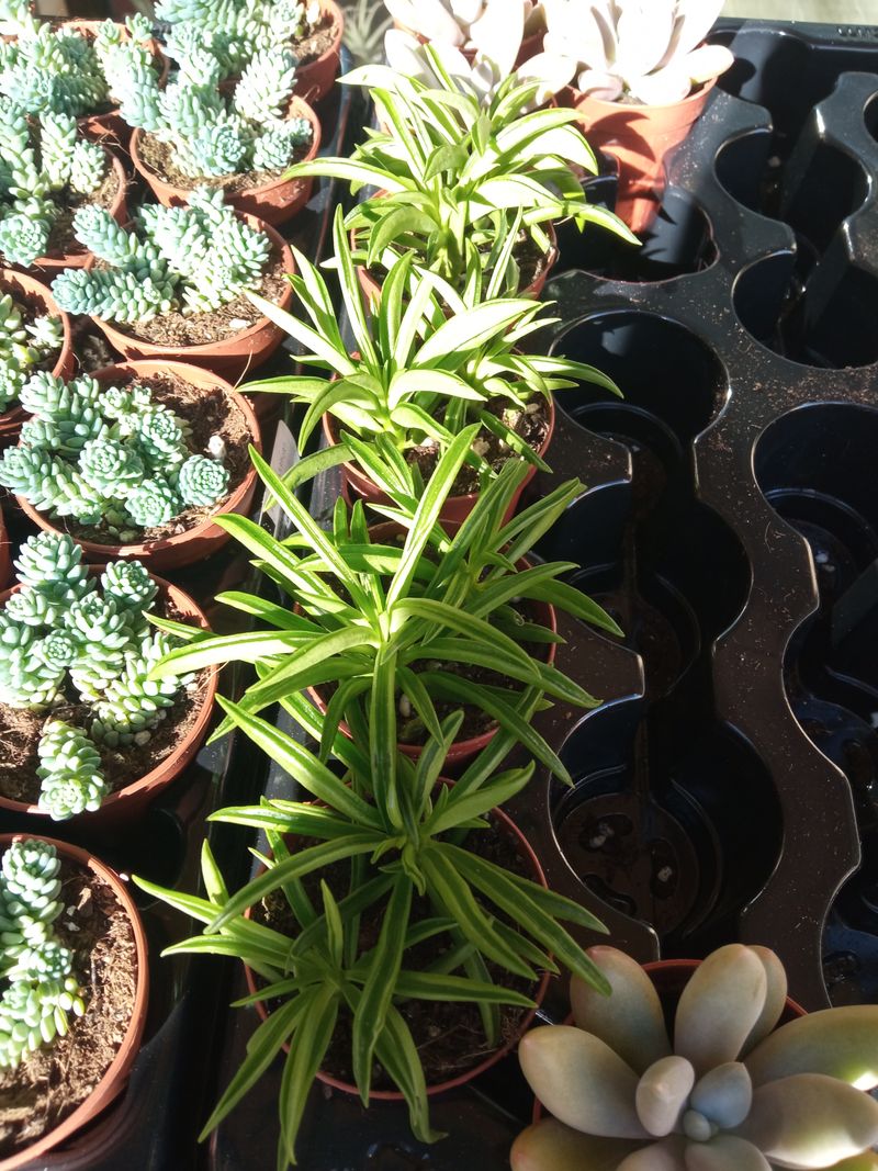 Senecio Himalaya Planta Suculenta Ø5_0