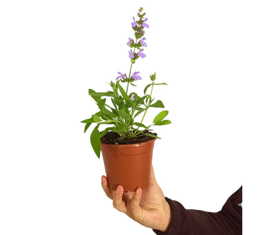 Salvia Officinalis M13_0