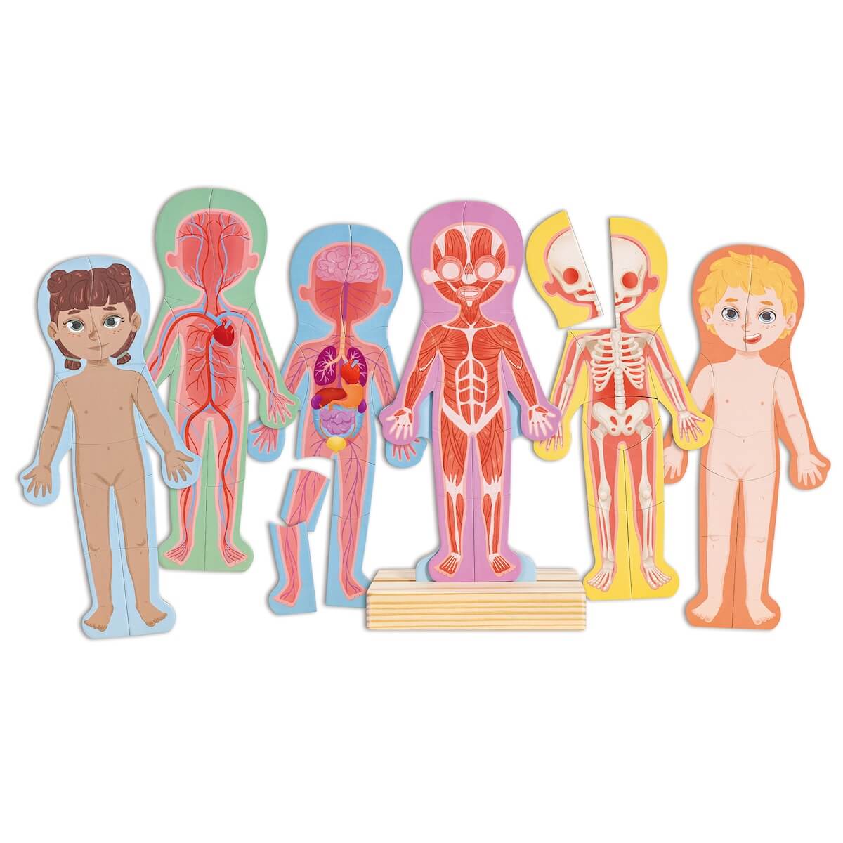 Puzzle Magnético Human Body Hape_1