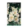 Lâmpada Azuzena Lilium candicum Elite 1 unid.
